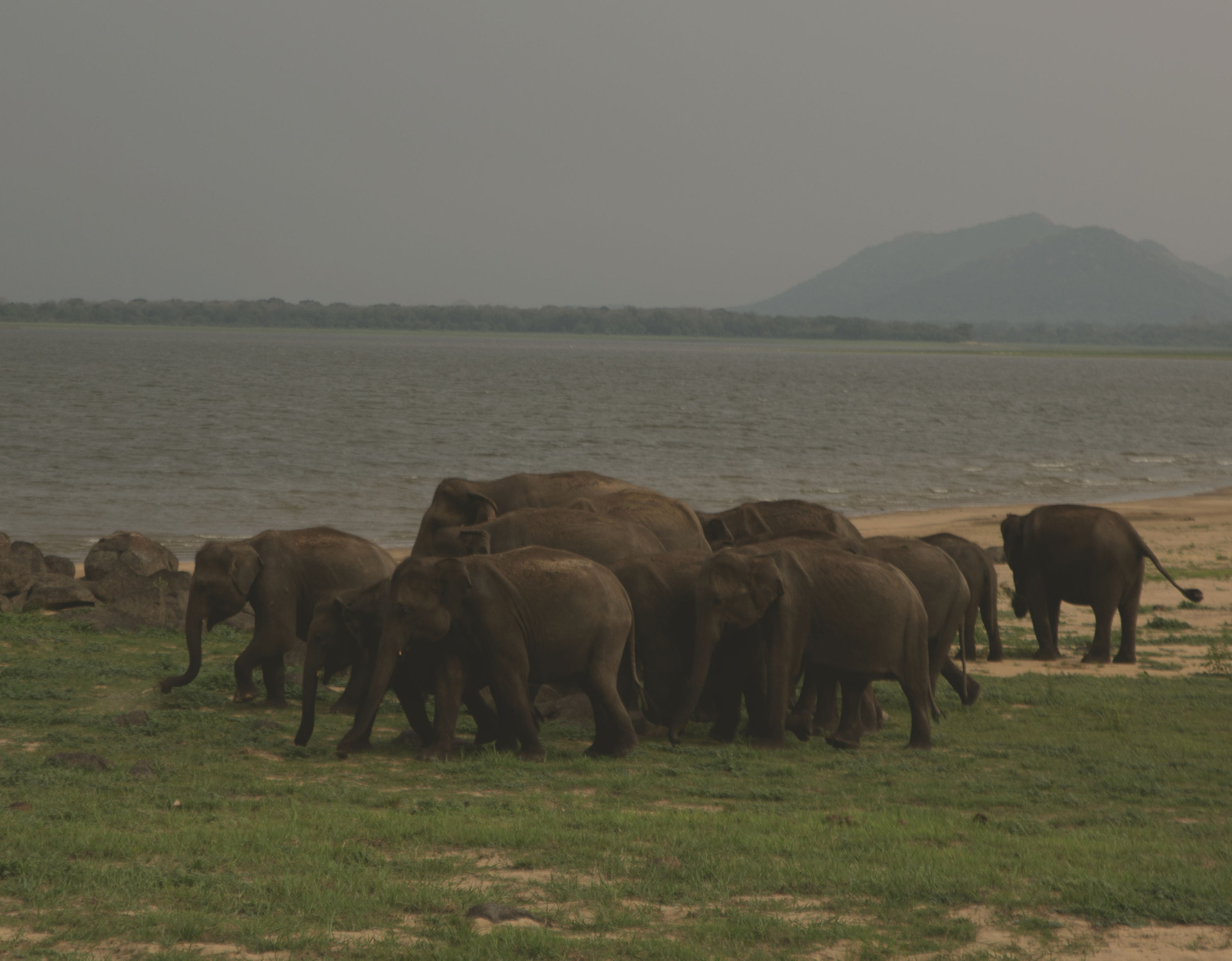 Elephant Gathering  July to September